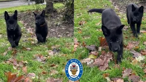 West Midlands Police Two German Shepherd puppies
