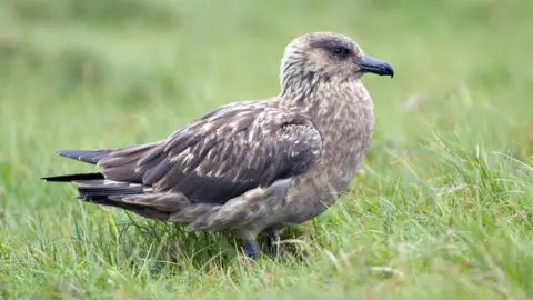 Lorne Gill/NatureScot Great Skua