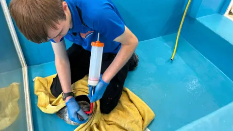 Rescue centre worker Euan feeding a seal pup with milk from a test tube. He has covered the seal with a yellow towel. He is wearing blue gloves, a thumb protector and is kneeling on top of animal. The floor is blue and there is a yellow hose in the background of the hospital pen.