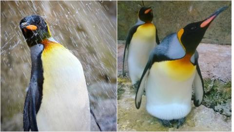Two photos of Lily the penguin - one shaking water off her body, another looking up with another penguin
