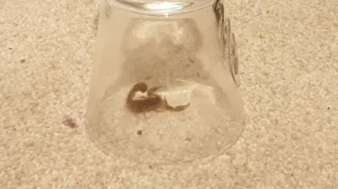 A tiny scorpion under an upturned wine glass on cream carpet