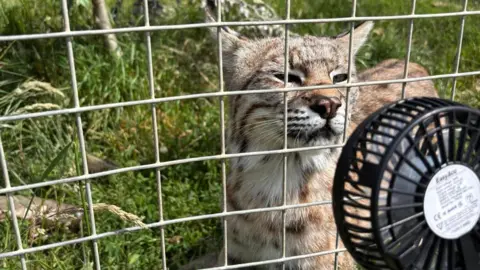A black fan blowing on a cat in a grassy enclosure behind a metal fence. 