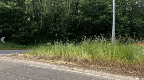 Matt Marvel/BBC The highway verge in 2023 around the Seven Hills Interchange