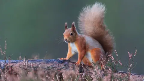 Getty Images Red squirrel