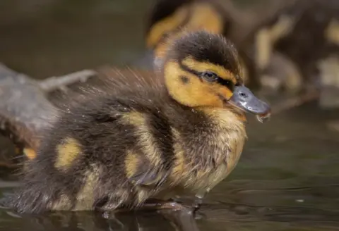 Nicky Newman SUNDAY - Wimborne, Dorset