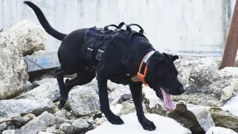 Tyne and Wear Fire and Rescue Service A black Labrador style dog climbs over rubble