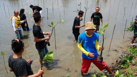 Jelajah Pangandaran Planting and restoring mangrove forests provides valuable natural protection for vulnerable coastlines (c) Jelajah Pangandaran