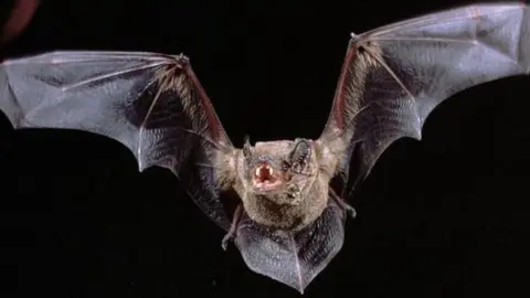 Nature Picture Library Noctule bat