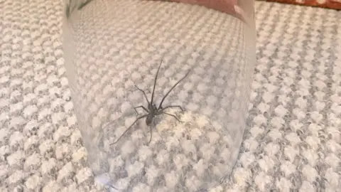 @ladydelaney1 A spider in a pint glass