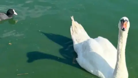A close up of a swan in a green lake