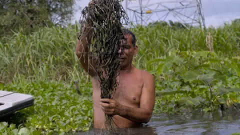 Nelayan berdiri di pinggangnya di dalam air, mengangkat segumpal vegetasi yang ditutupi lumpur gelap, dengan vegetasi hijau dan pangkal tiang listrik di belakangnya.