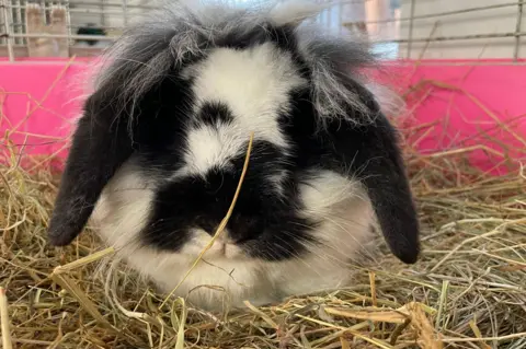 A fluffy black and white rabbit with lop ears sits on some hay inside a hutch