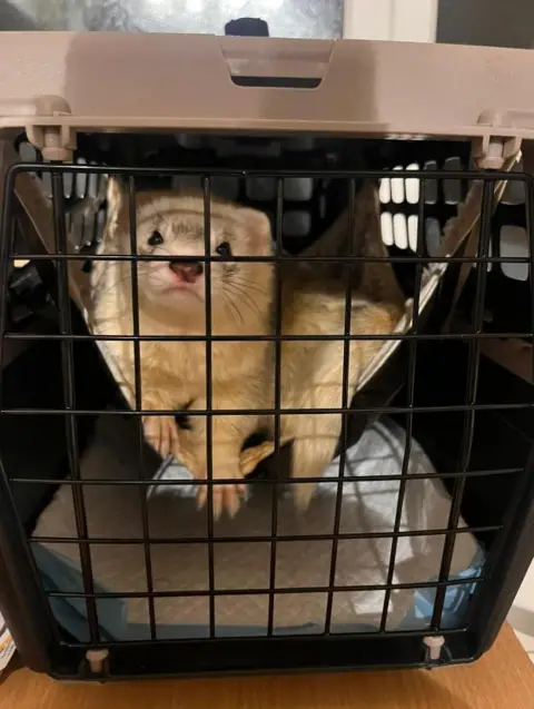 Cleethorpes Wildlife Rescue Boh the ferret in his black cage. He is on a hammock and is looking at the camera. 