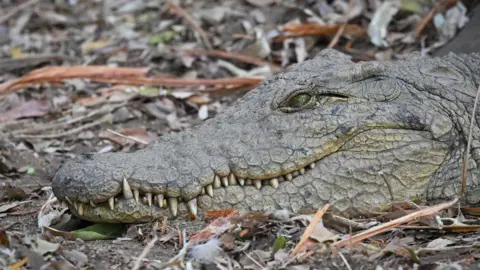 A close up of a crocodile.