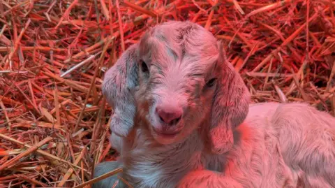 Veolia is curled up on straw in the pen at the sanctuary under a heat lamp. She has a pale coat and is looking contented.