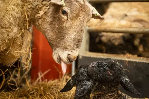 Dalscone Farm A white sheep licks its little black lambs