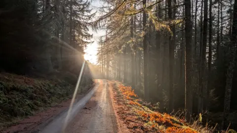 Thomas Rowe A woodland trail, with the sun striking the trees and grass