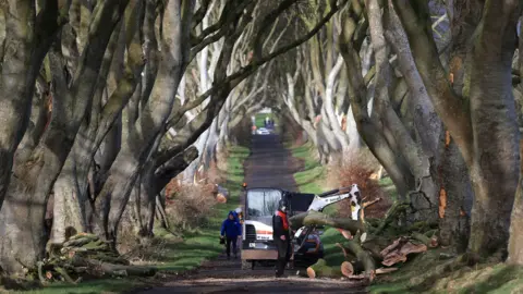 A road with large trees on either side, there is a digger on the road picking up branches as they are cut up by workers.