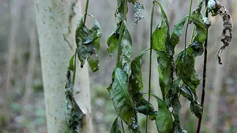 Ash Tree with wilting leaves in woodland which shows the symptoms of the deadly ash dieback