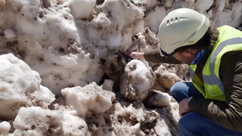 Wildwood Devon A tiny bear is seen wedged behind a big mass of snow in Albania as a man in a helmet and high-viz jacket strokes its back
