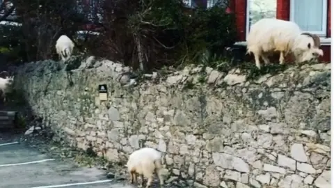 Facebook/ Lansdowne House Goats