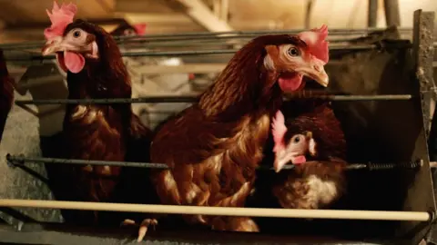 Getty Images chickens in shed