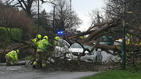 Simon Cox Car with fall tree on roof