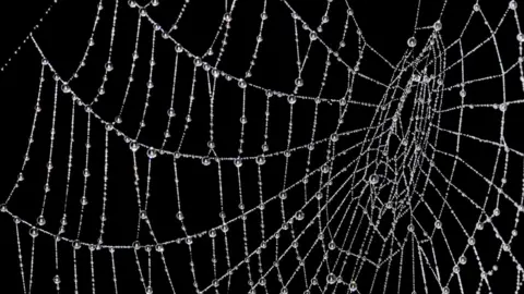 Science Photo Library Water droplets on cobweb