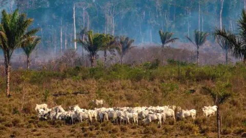 Getty Images Cattle graze in the Amazon basin