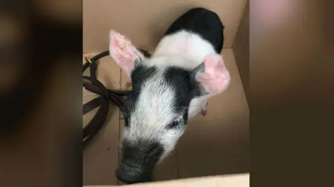 Norfolk Police Pig found in street in Norwich