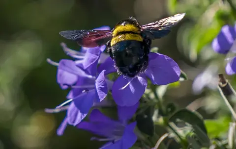 EPA A Carpenter bee flies to a Fynbos flower in Cape Town, on 24 April.