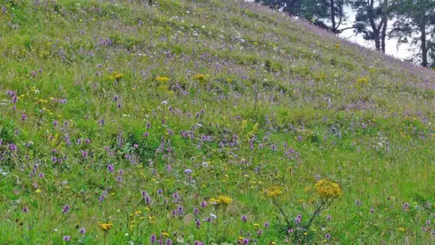 Wild Lakeland Wildflowers