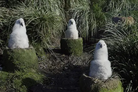 BBC NHU/Abigail Lees Albatross chicks