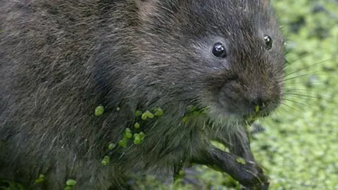 North York Moors National Park Water vole