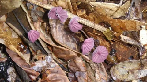 Camila Duarte Fungi on the floor of the rainforest