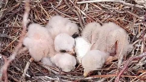 Derbyshire Wildlife Trust Hen harrier chicks