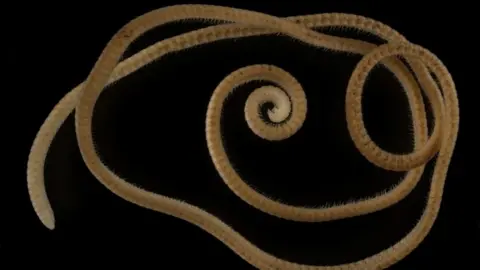 Reuters A female individual of the newly identified millipede species Eumillipes persephone