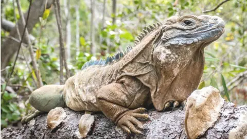 Joey Markx Jamaican iguana