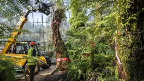 LYNSEY WILSON RBGE Tree fern in Edinburgh