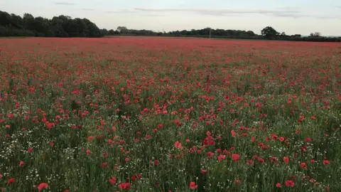 Andy Mulvaney Poppy field in Marcham