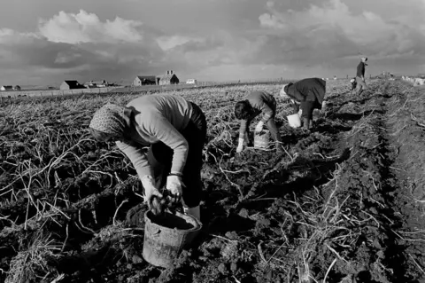Glyn Satterley Potato picking, John O'Groats