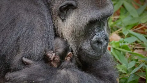 Charlie Wylie Bahasha holding baby gorilla