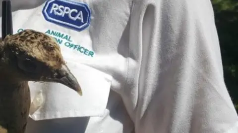 RSPCA Pheasant held by RSPCA officer