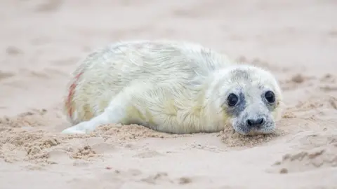 PA Media Grey seal pup in Horsey, Norfolk