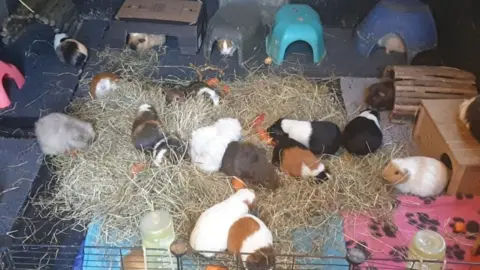 Guinea pig hot sale rehoming near me