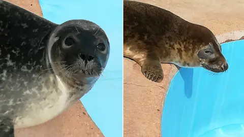 BBC Seals
