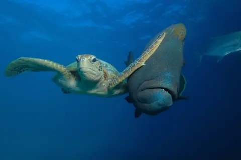 Troy Mayne A turtle slapping a fish in the face with its fin