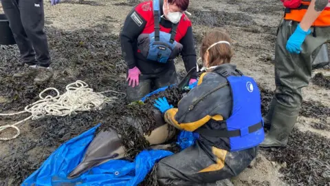 Dan Jarvis The team check over a stranded dolphin