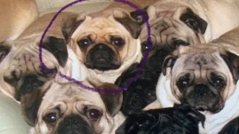 Pugs for store sale north east