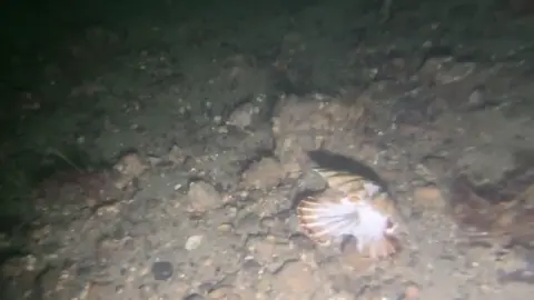 Open Seas broken scallop